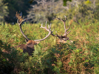 Red Deer Fighting During the Rut
