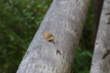 Butterfly on a tree trunk near the Anterselva lake in Alto Adige, Sudtirol, South Tyrol, Italy