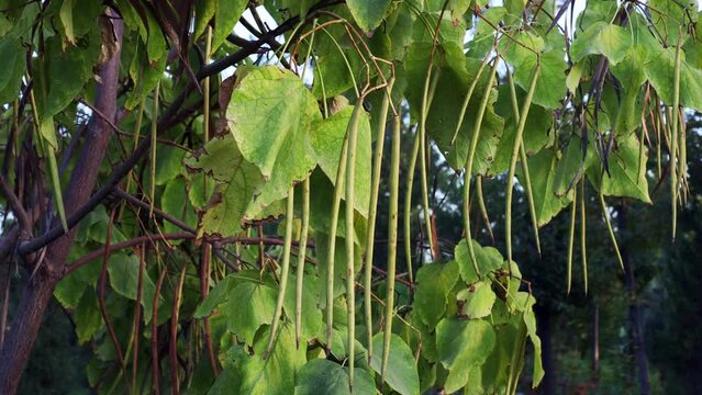 Bright green Catalpa tree leaves and seed pods in the garden in summer