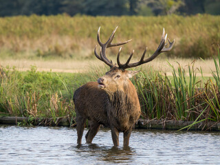 Red Deer Bellowing During the Rut