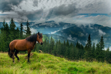 Horse in a clearing in the mountains. Mountains with coniferous forest in the fog.
