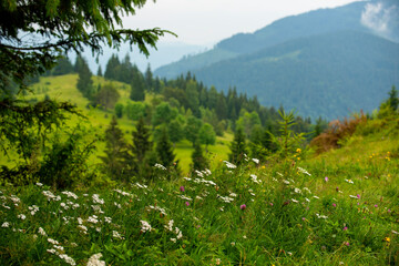Blooming white flowers of the medicinal plant yarrow in the mountains. mountain summer foggy landscape.
