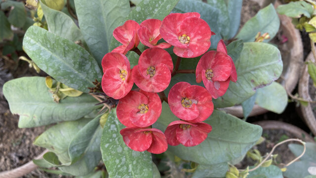 Crown of Thorns flower - Red flower with thorns - Christ Thorn flowers - Euphorbia milli.
