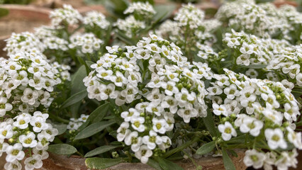 Beautiful and bright white alisum flowers growing in a flower bed