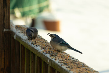 These two blue jays were out on the wooden railing of the deck for some birdseed. These pretty...