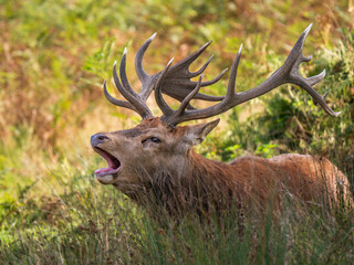 Red Deer Bellowing During the Rut