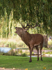 Fototapeta premium Red Deer Bellowing During the Rut