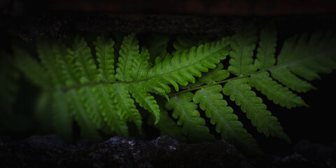 Close up shot of fern leaf on natural dark background.
