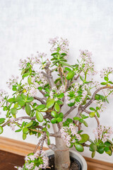 金のなる木の花