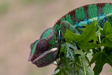Green panther chameleon on a tree branch