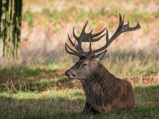 Red Deer Stag Sitting on the Ground