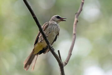 Yellow-vented bulbul perched on a tree
