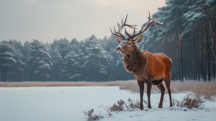 a red deer standing in the snow in front of a wooded area with snow on the ground and trees in the background.