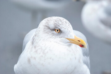 Seagull Herring Gull in a parking lot