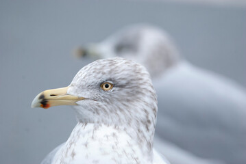 Seagull Herring Gull in a parking lot
