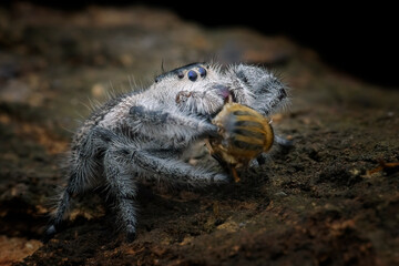 Jumping spider on the ground with its prey