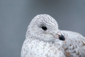 Seagull Ring billed Gull in a parking lot