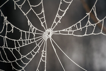 spider web with dew
