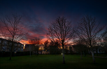 Obraz premium Park at sunset with trees. The bare branches are in silhouette against a pink sky. Dusk view in landscape orientation with buildings behind.