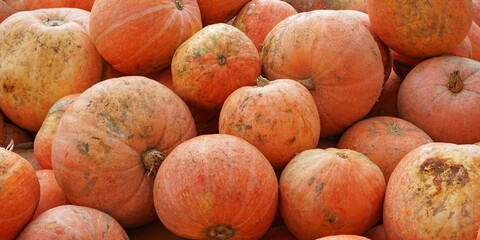 Pumpkins background. Orange, ripe pumpkin theme.