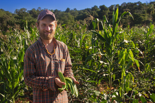 Agricultor organico biodinamico mostrando cosecha de poroto sables en cultivos de maiz, Puerto Libertad, Misiones, Argentina