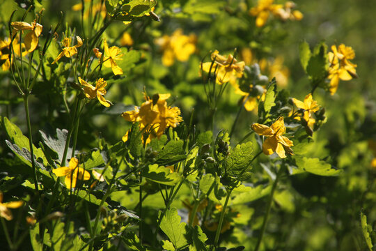 Some greater celandine plants ( chelidonium majus) in bloom with yellow blossoms and green leaves