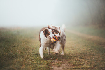 Naklejka na ściany i meble two australian shepherd dogs playing tug with a toy running on a misty field in autumn
