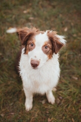 brown australian shepherd puppy dog sitting portrait looking up at the camera