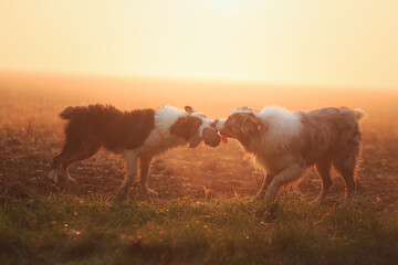 two australian shepherd dogs playing tug with a toy on a misty field at sunset - obrazy, fototapety, plakaty