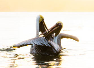 two beautiful pelicans fighting in the middle of the sea