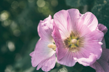 Naklejka premium Pink hibiscus or hollyhock