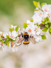Bumblebee insect on white blooming cherry blossom. Bumblebee insect. The family of bees. Blossoming of whiskey. White flower. The Cherry Orchard. Pollination of trees.