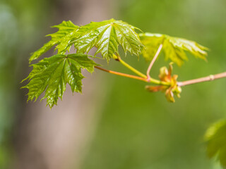 Spring branches of maple tree with fresh green leaves