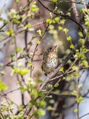 A fieldfare chick, Turdus pilaris, has left the nest and is sitting on a branch. A chick of...