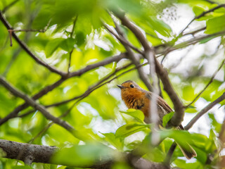 European Robin, Erithacus rubecula, song bird sits on tree in the spring forest or park