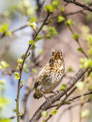 A fieldfare chick, Turdus pilaris, has left the nest and is sitting on a branch. A chick of...
