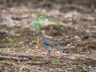 European Robin, Erithacus rubecula, song bird sits on ground in the spring forest or park