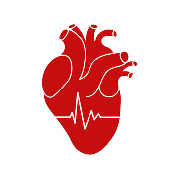 Realistic human heart icon with heartbeat on white background. Vector illustration