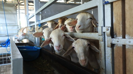 Small Group of Sheep in Farm Pen