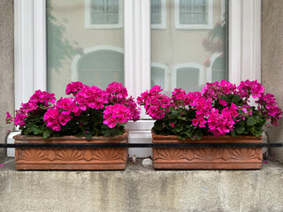 flowers in a window. Blooming pink Pelargonium in ceramic pots on a windowsill close-up. France, Burgundy, Autun