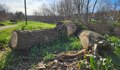 Trunk of a tree felled in several parts in the countryside of Salamanca.