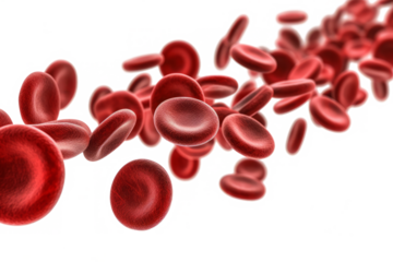Flowing red blood cells isolated on transparent background, Blood circulation system in the human body, Microbiology concept