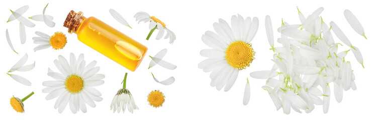 bottle with essential oil and fresh chamomile flowers isolated on white background. Top view. Flat lay.