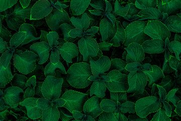 Dark green floral background of brightly colored plant leaves
