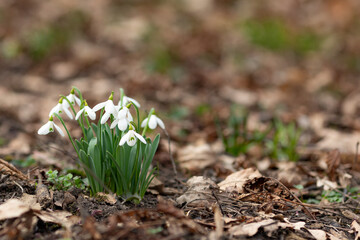 Bunch of wild snowdrops on forest floor early spring, late winter with copy space. Beautiful spring natural background. early spring season concept