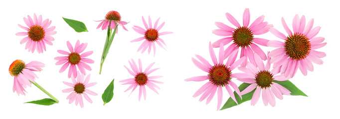 Coneflower or Echinacea purpurea isolated on white background. Top view. Flat lay