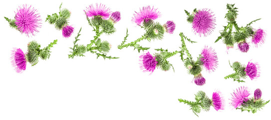 milk thistle flower isolated on white background with copy space for your text. Top view. Flat lay...
