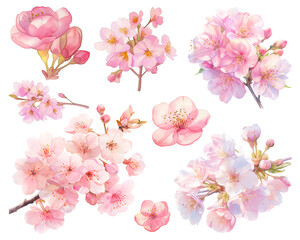 Cherry blossom full bloom isolated on white background, watercolor set, Colorful Spring Blossoms. Pink Sakura Illustration. Cut out PNG illustration on transparent background.