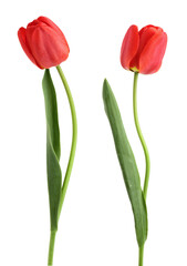 red tulips isolated on white background. Top view. Flat lay pattern