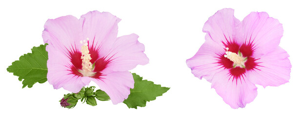Pink hibiscus flower isolated on white background